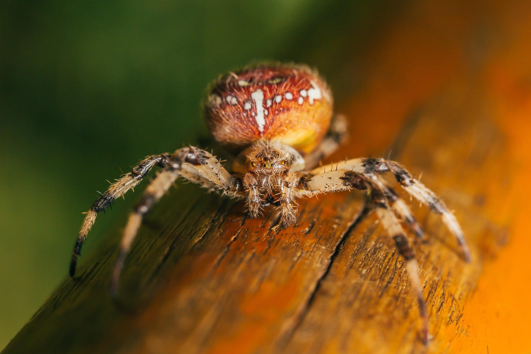 Close up of a spider