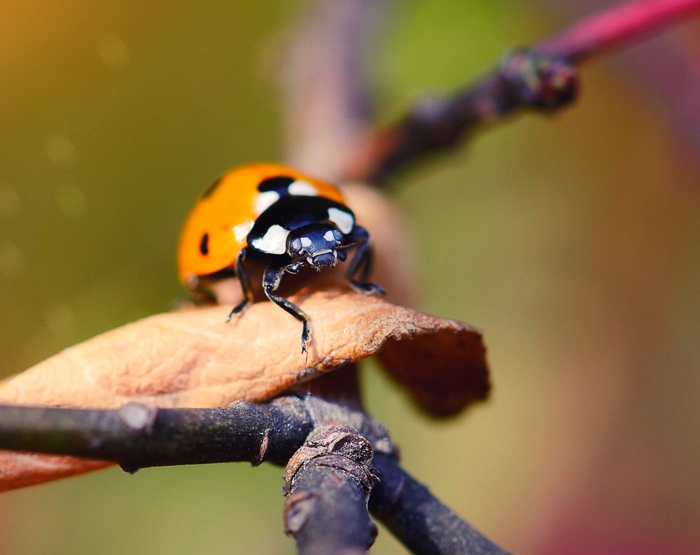 Ladybug macro photo