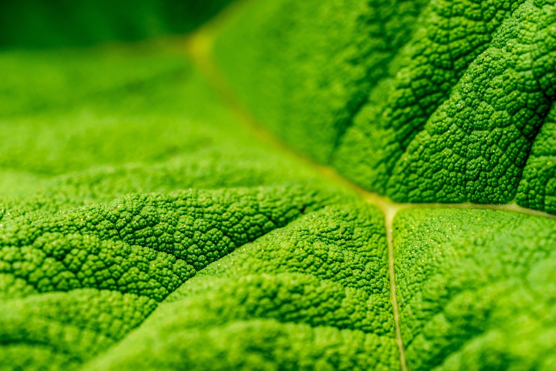 Macro photo of a leaf