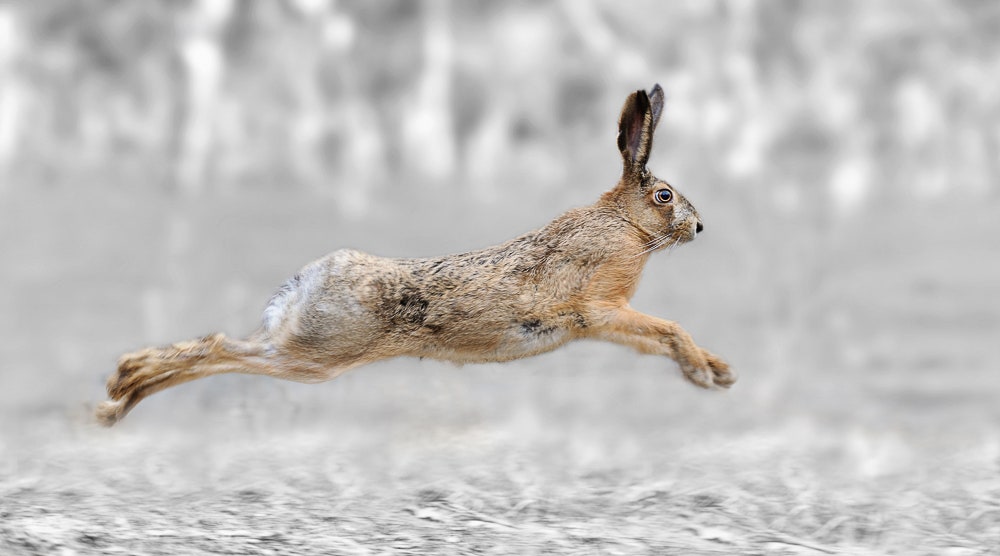 Running hare