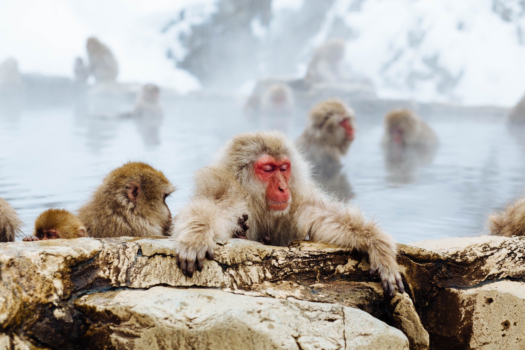 Monkeys in hot springs