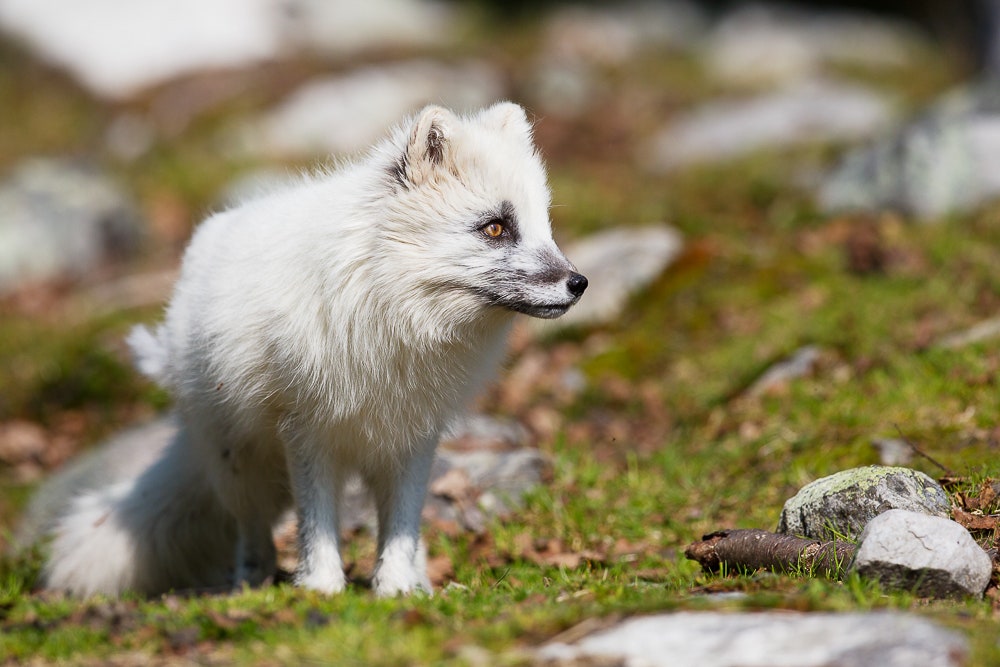 Arctic Fox