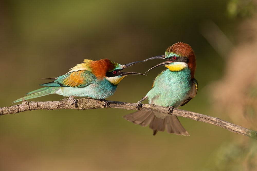 Birds interacting on a branch