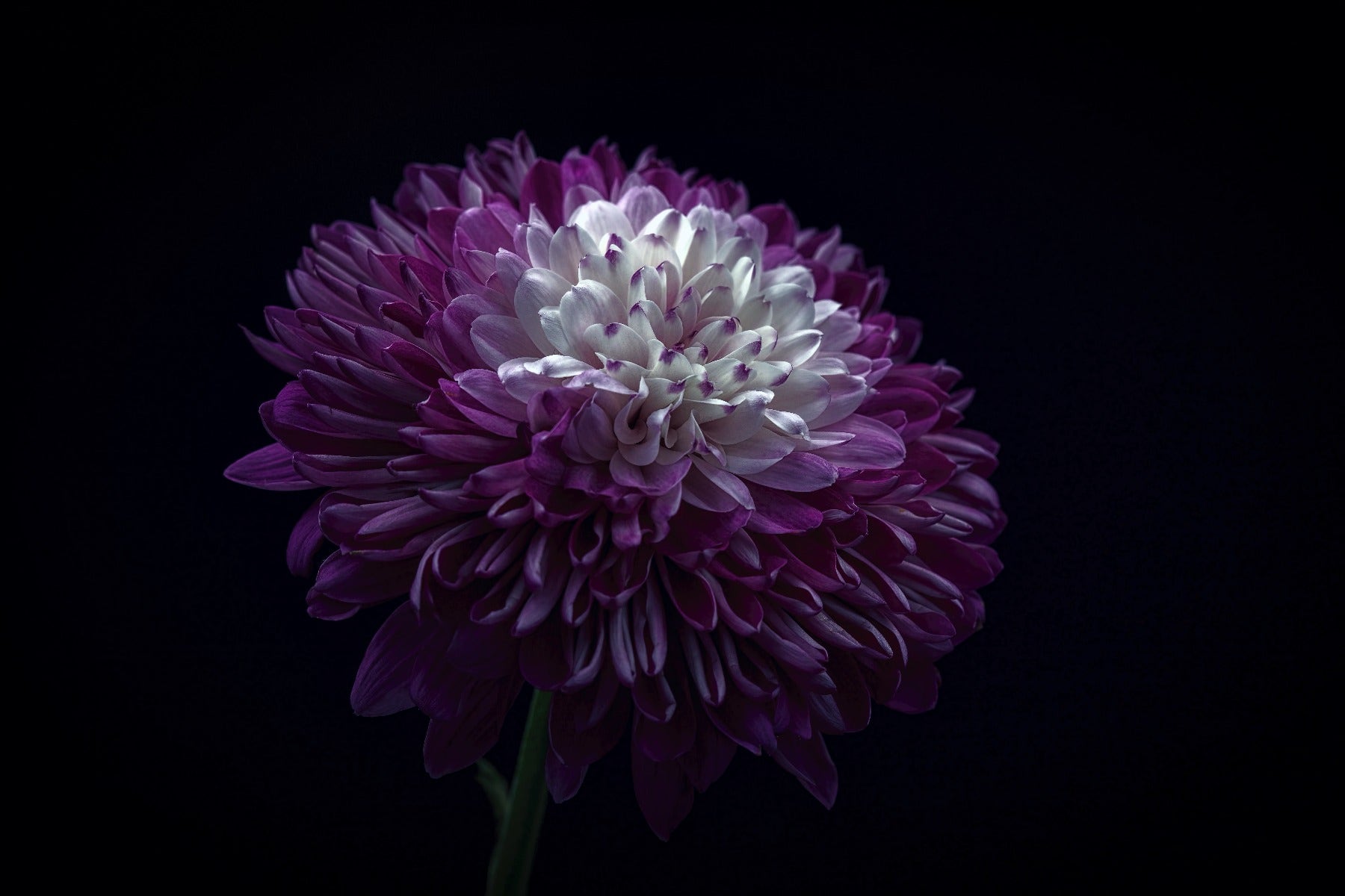 Purple flower with dark lighting