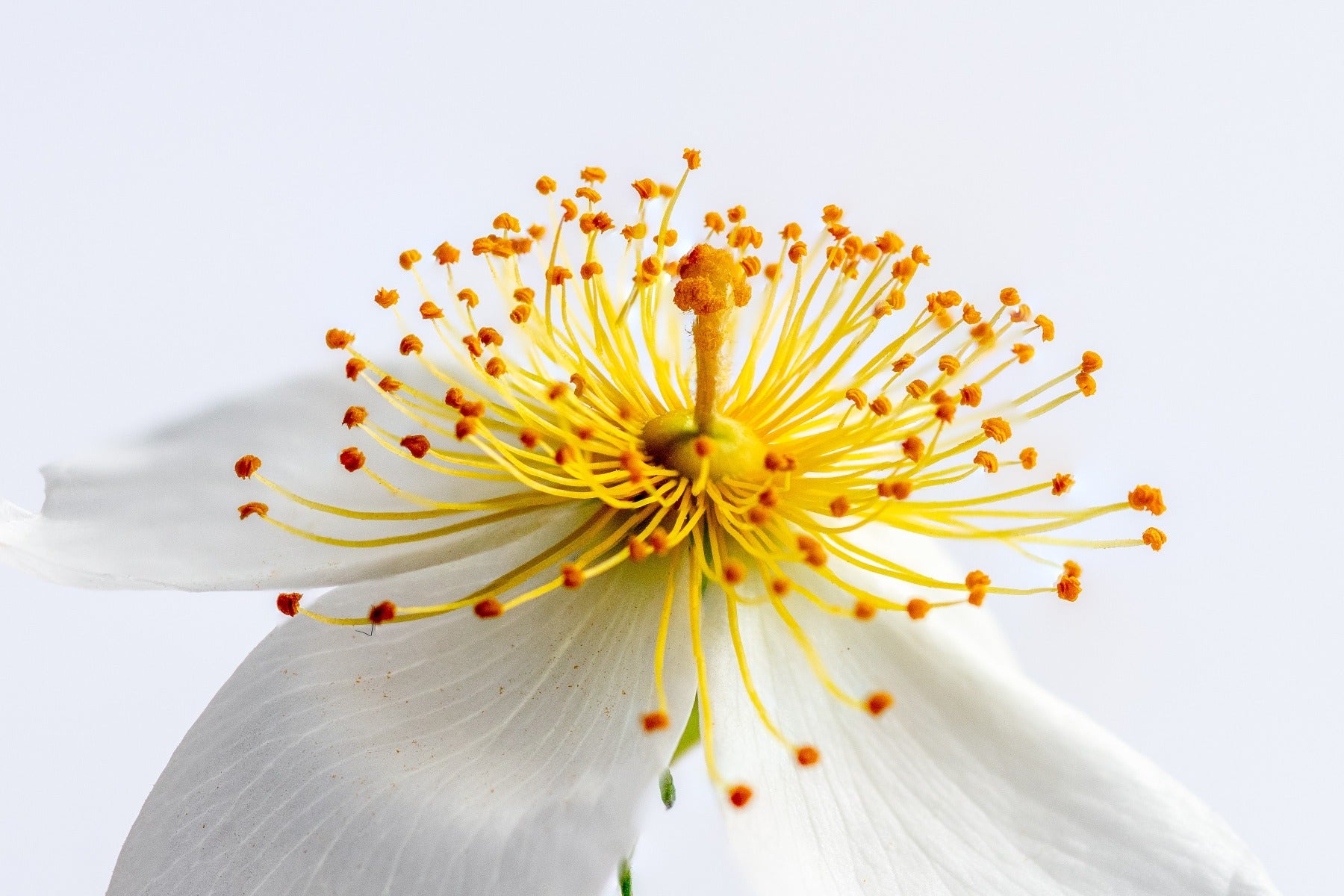 Macro image of a flower