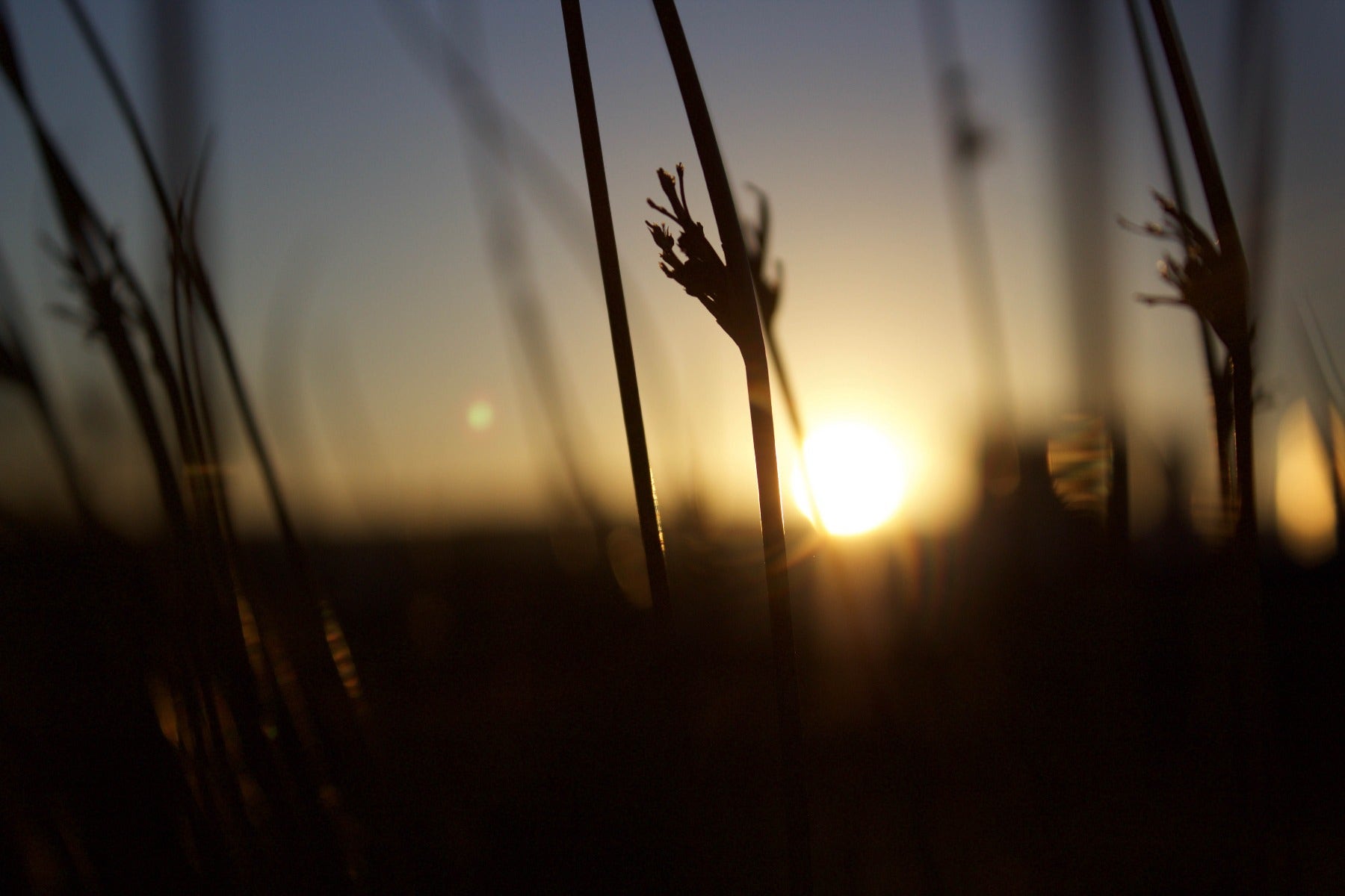 Backlit plant in a field