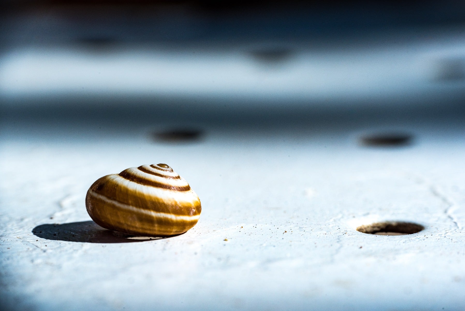 Snail with harsh lighting