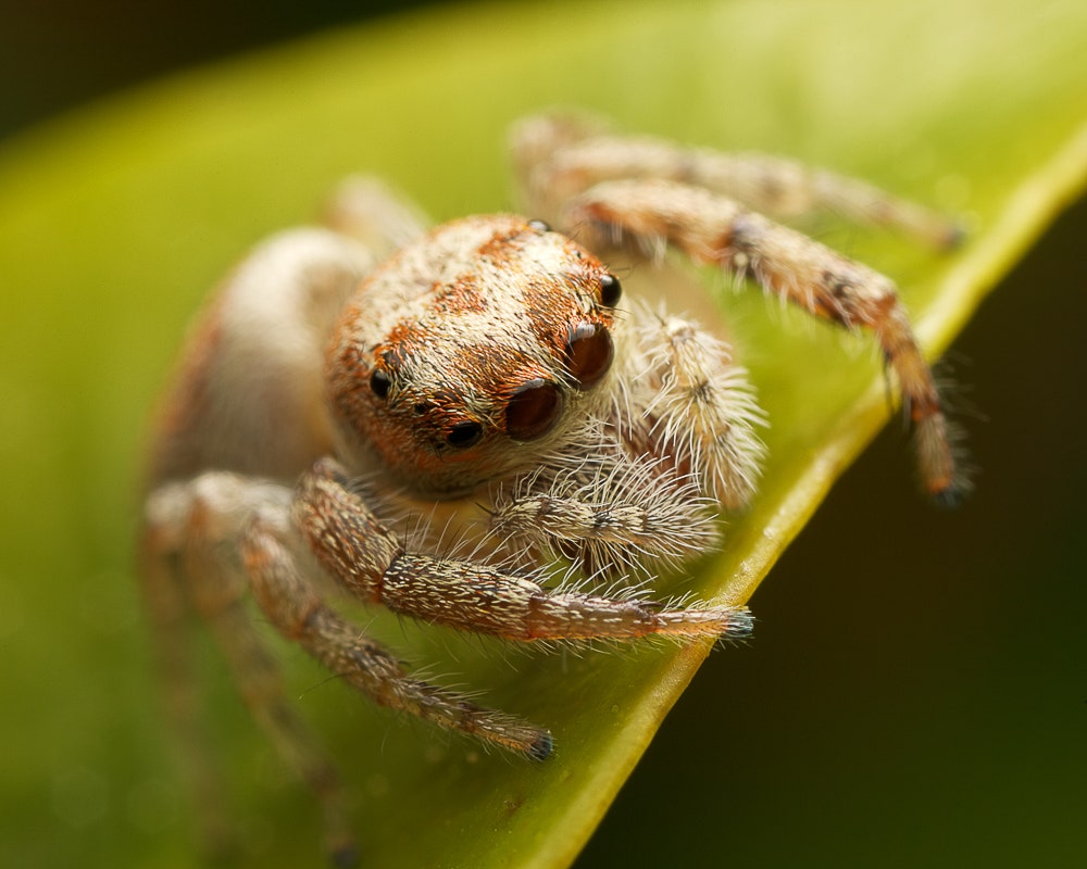 Macro image of spider on a leaf