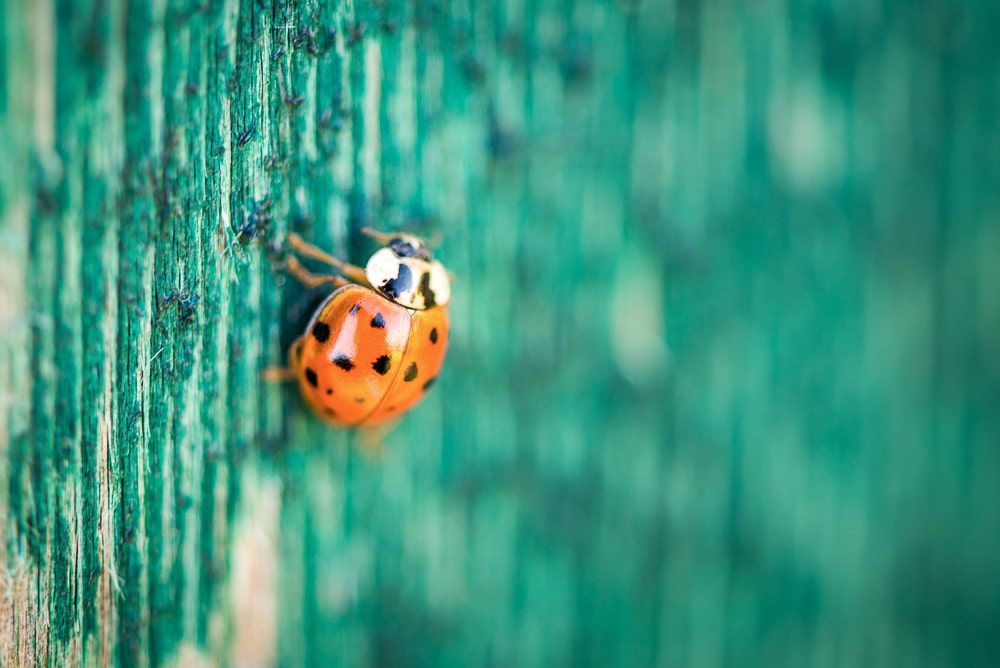 Ladybug with shallow depth of field