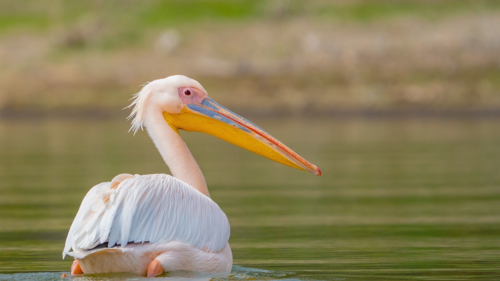 Pelican swimming in lake