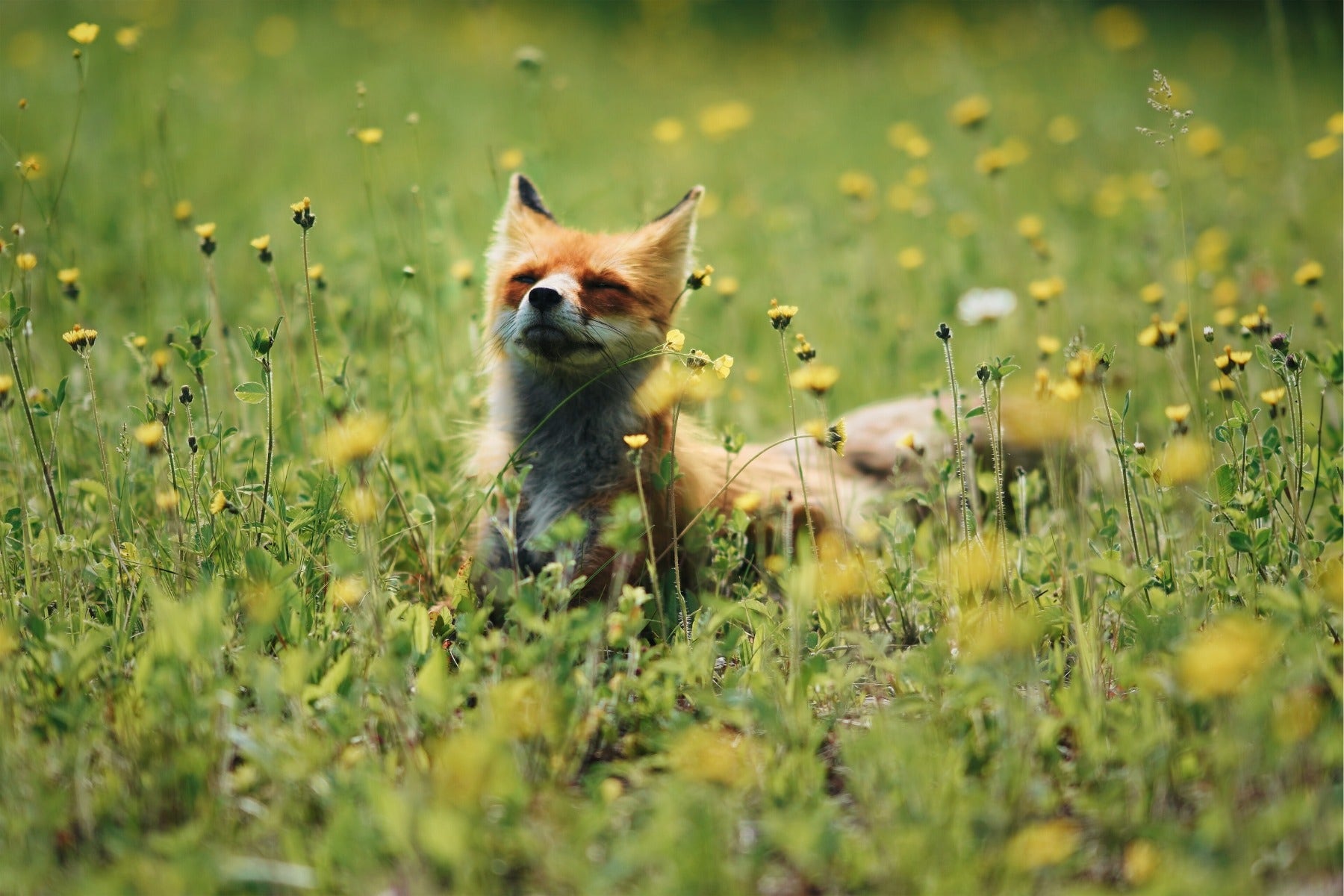 Fox in a field