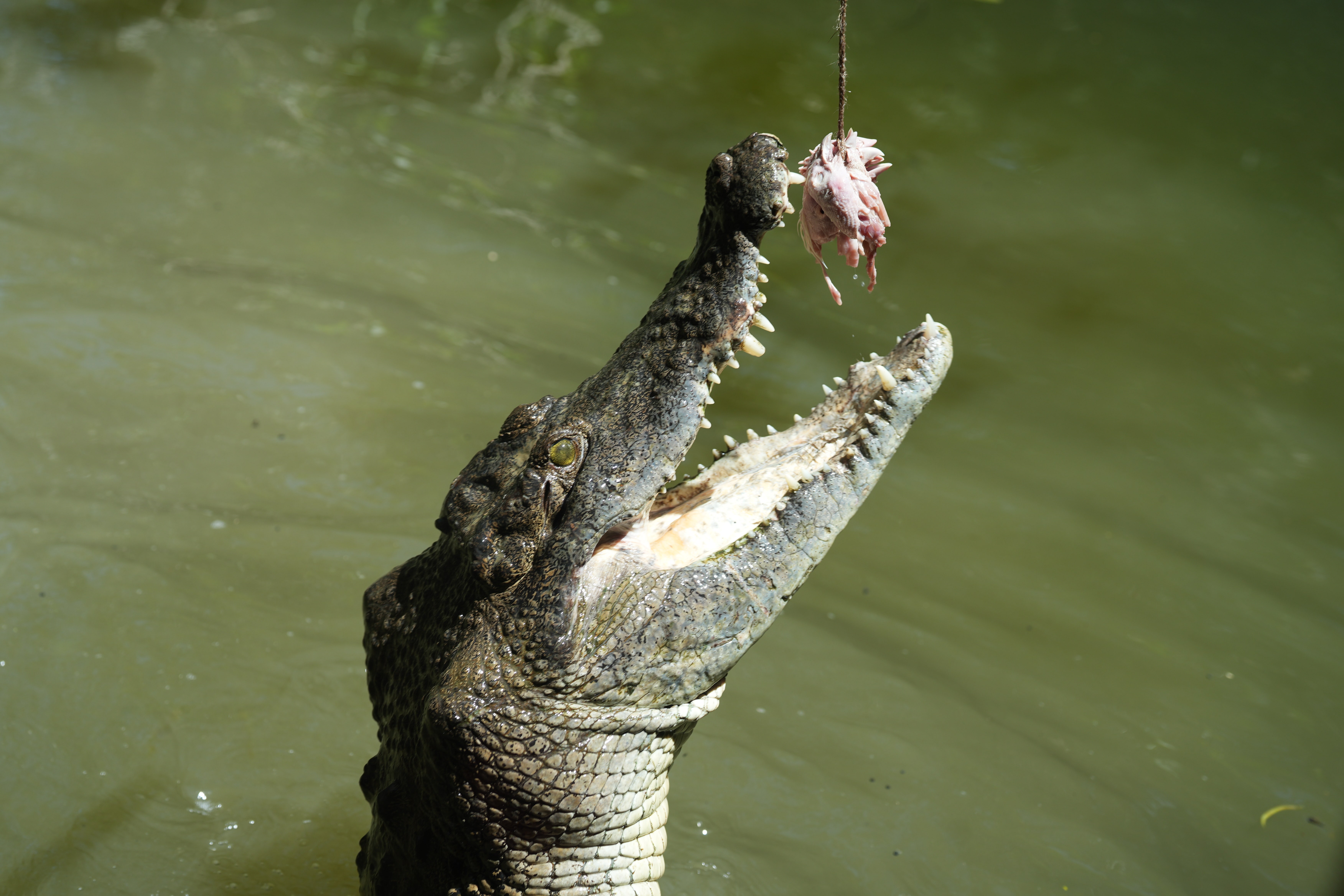 Crocodile shot on Sony A7 IV