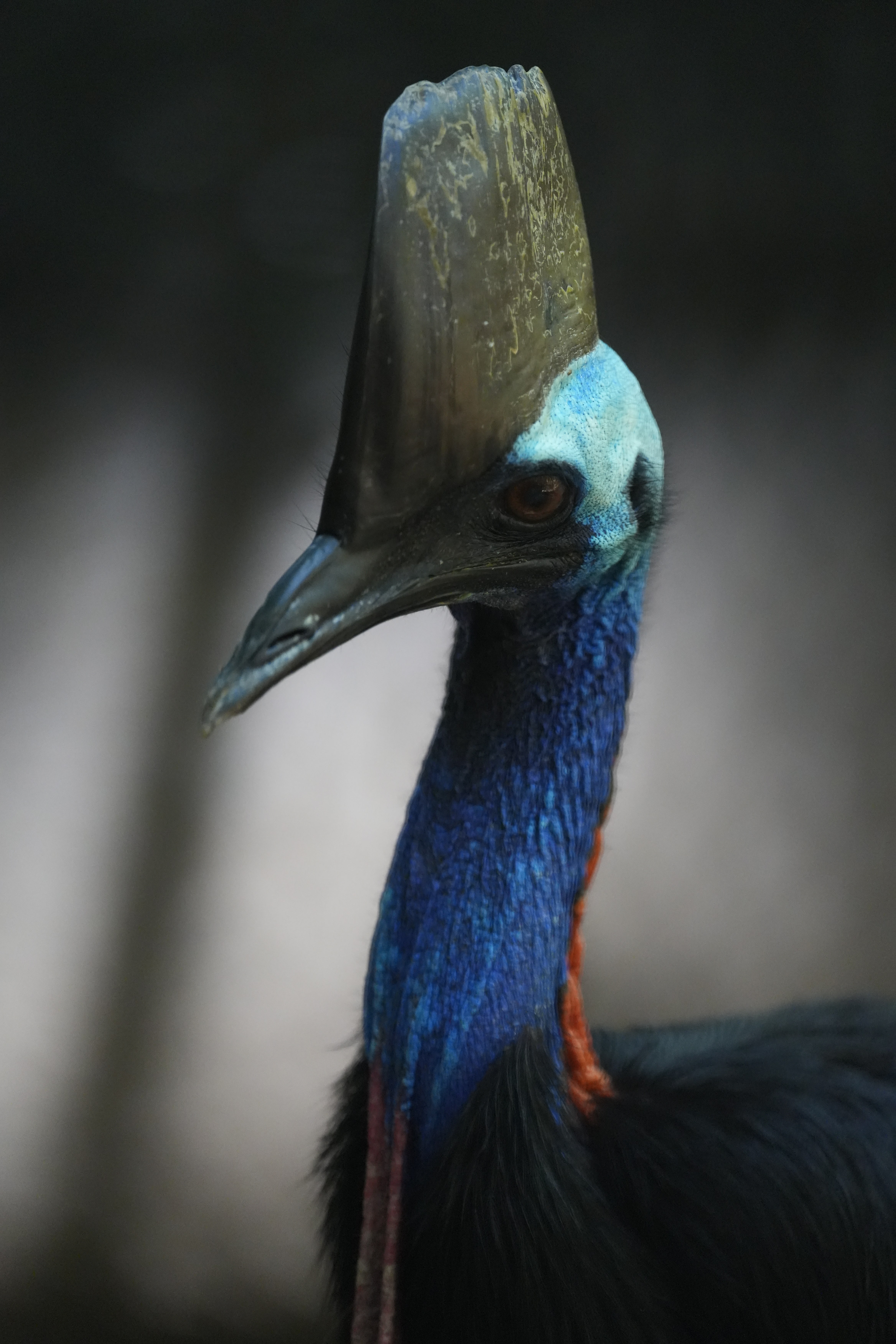 Cassowary shot on Sony A7 IV