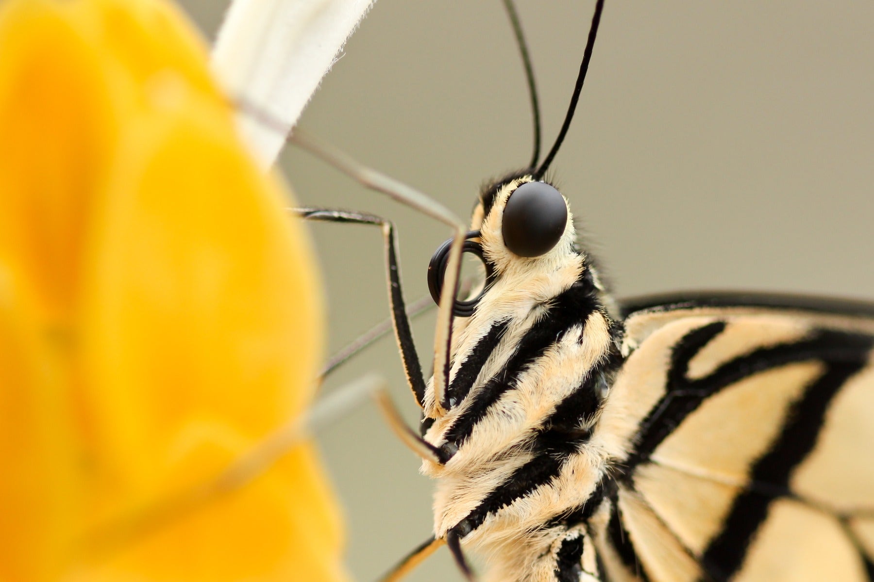 Macro butterfly on flower