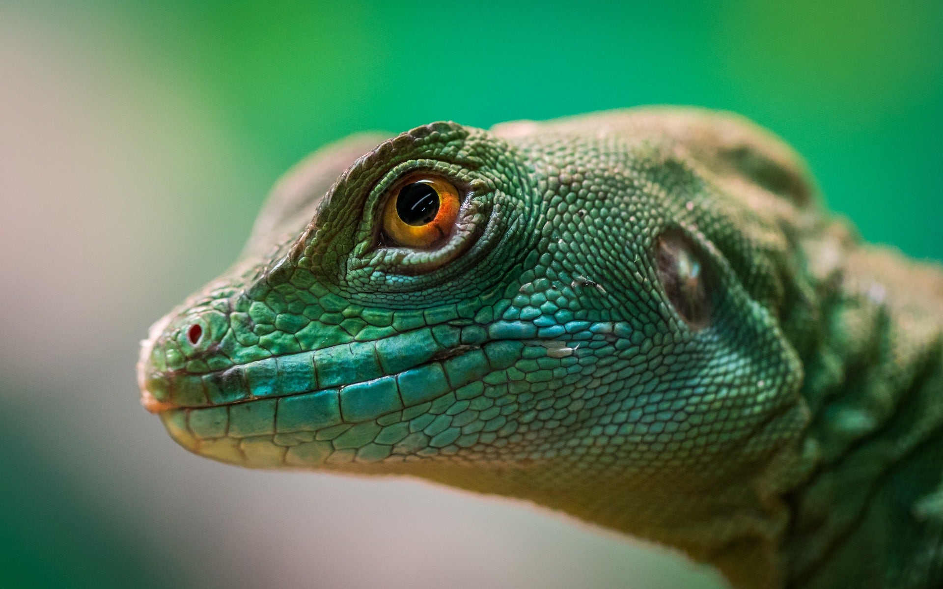 Lizard close-up