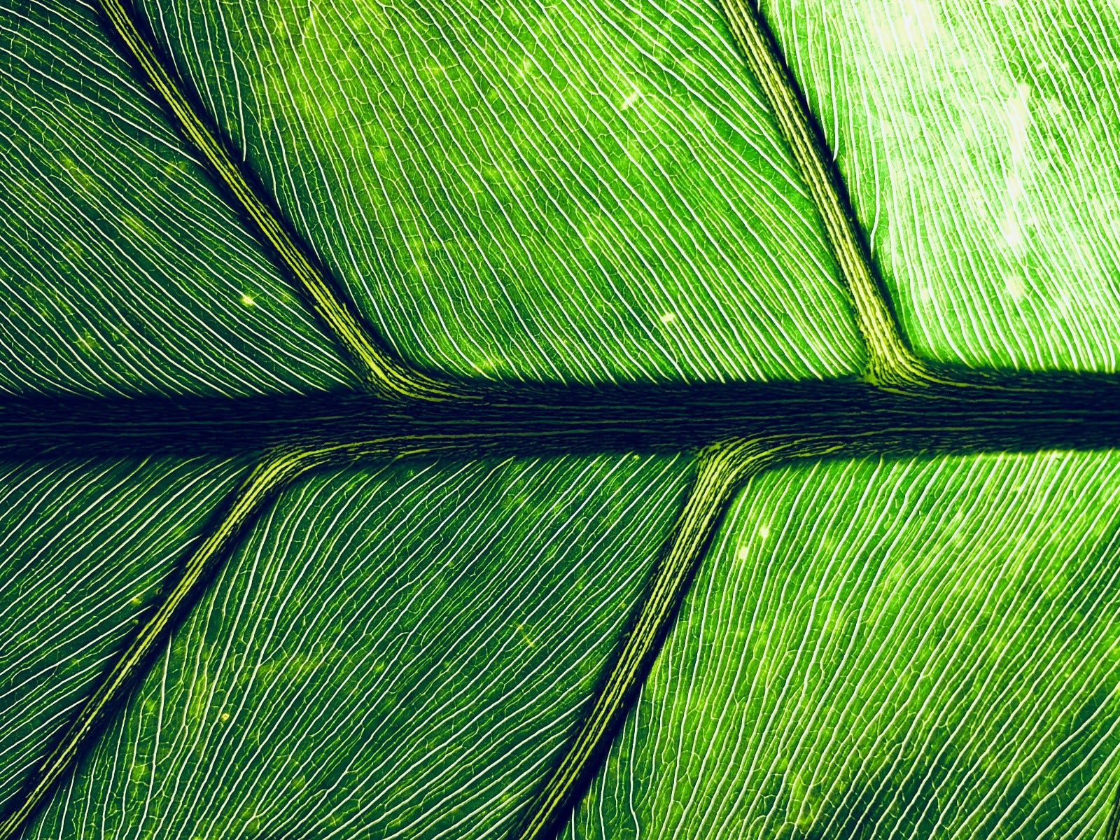 Macro leaf veins