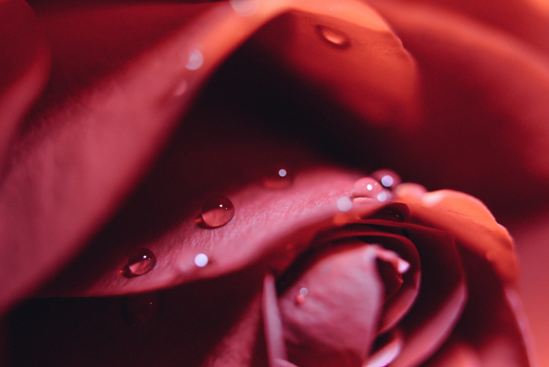 Macro rose with water droplets