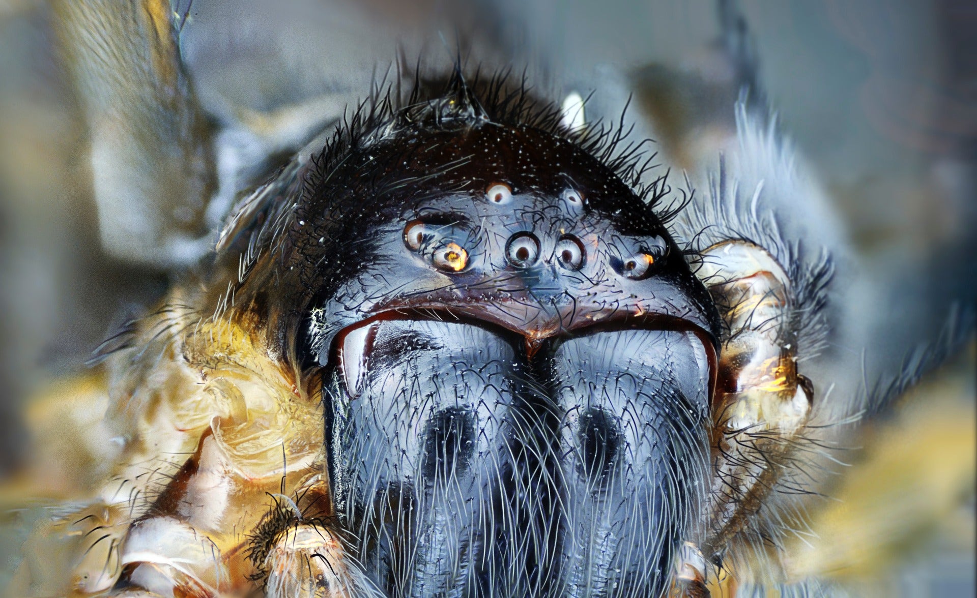 Macro spider's eyes